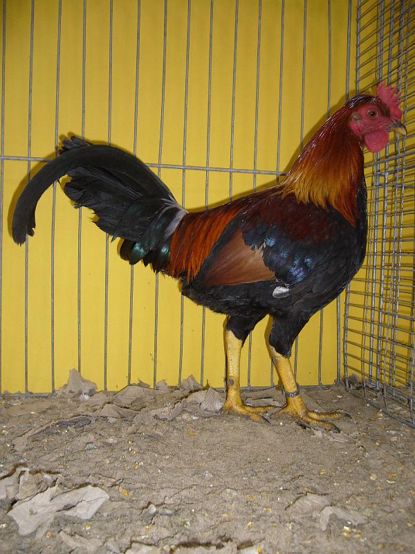 Hannover 2008 331.jpg - Altenglische Kämpfer mit Schopf gold-weizenfarbig von Wilhelm Klemme Preis sg 95 E